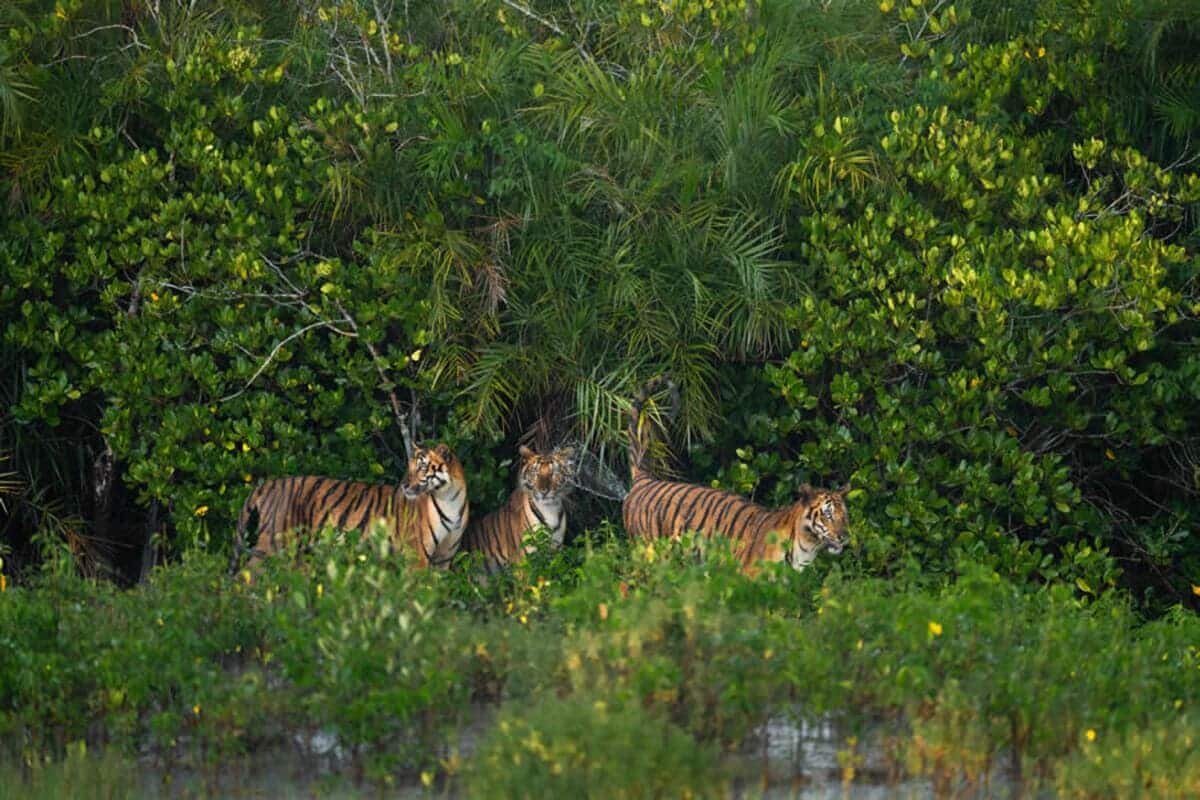    Второе место в категории «Млекопитающие». Тигры метят территорию в национальном парке Сундарбан (Индия) / © Trikansh Sharma