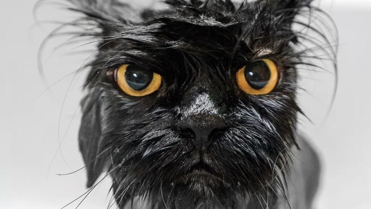    Ученые предположили, почему кошки не любят воду / © Sanja Baljkas / Getty Images