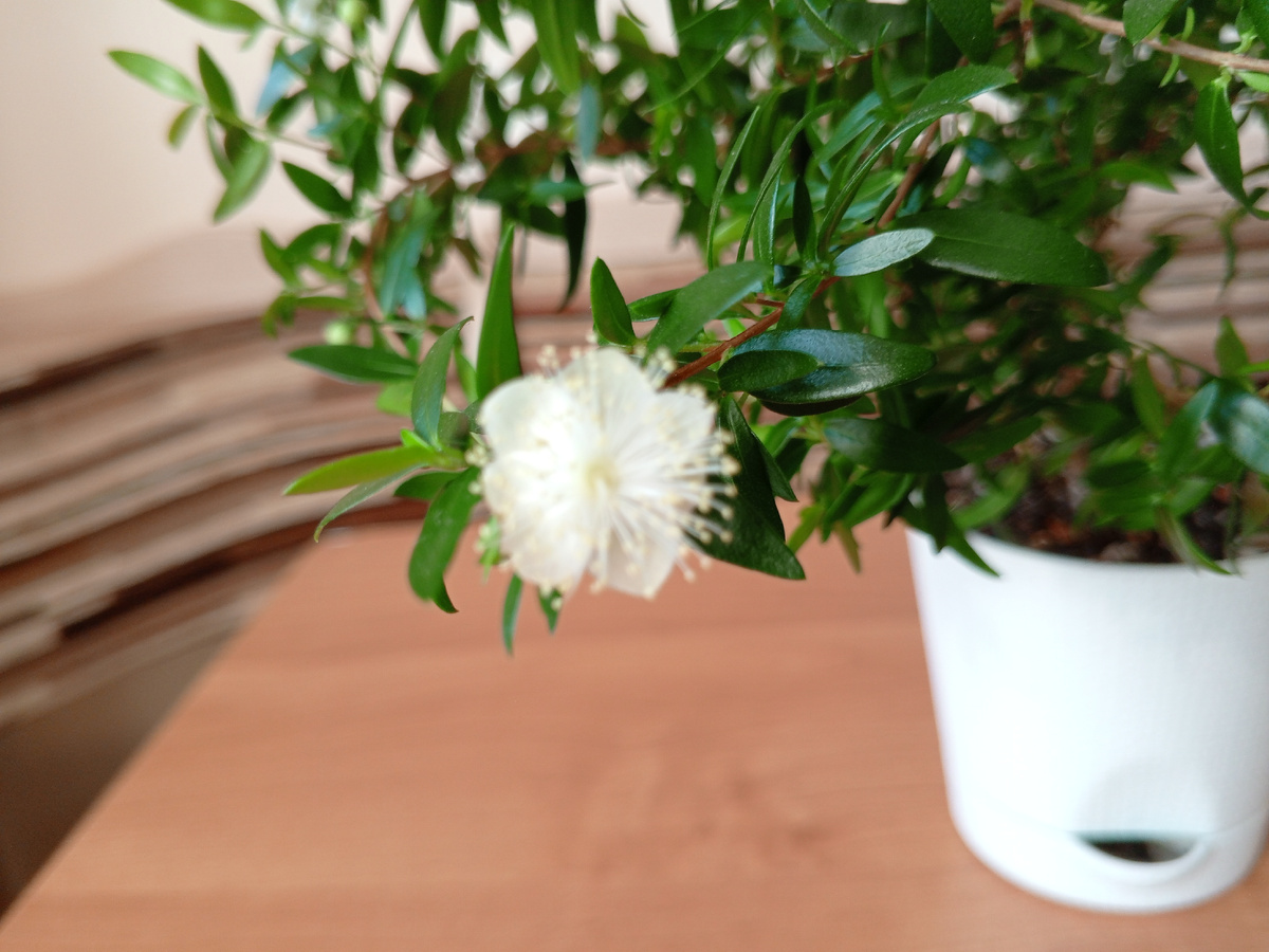 Вот такой цветок у мирта