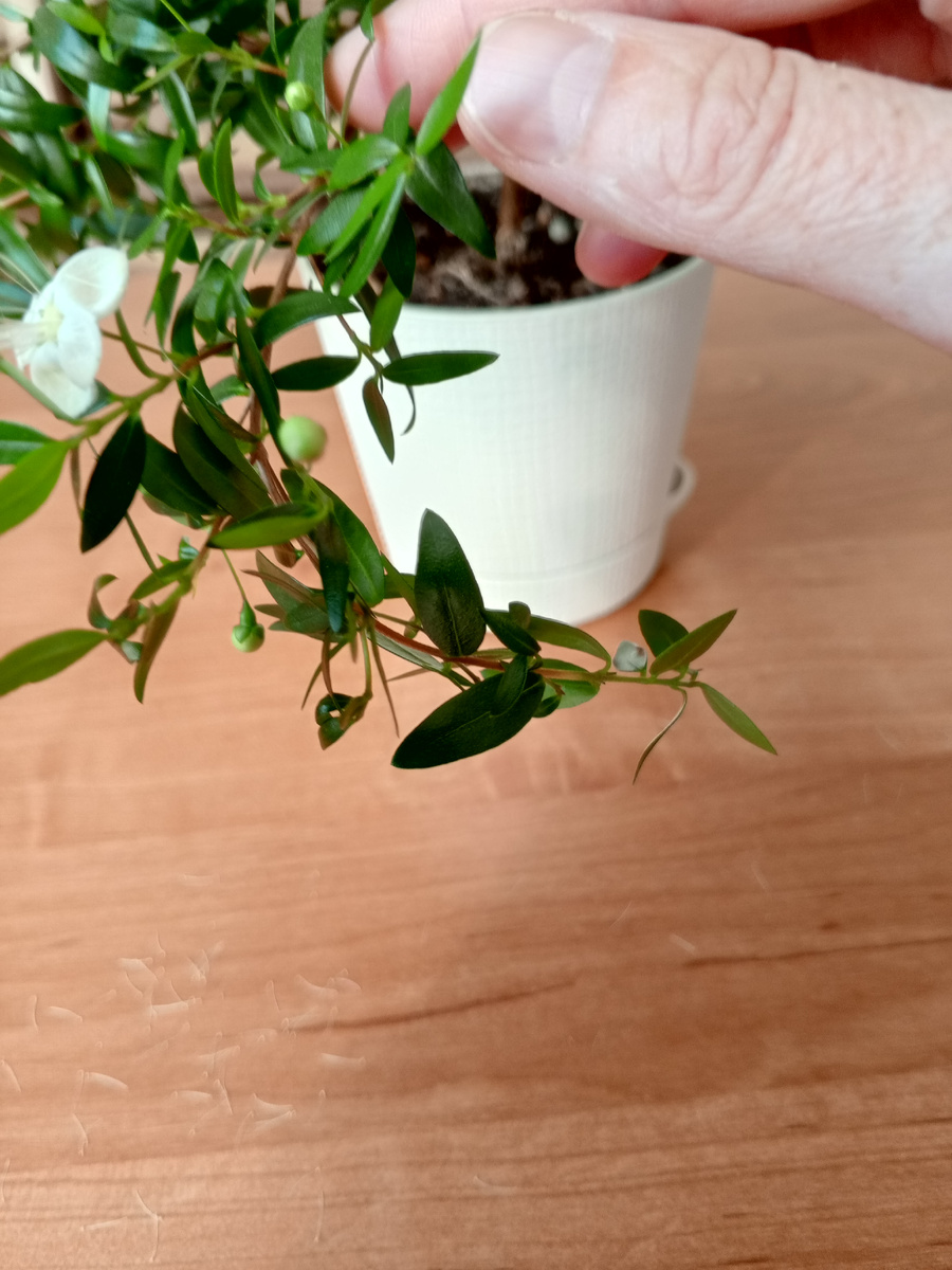 Вот так искривились веточки