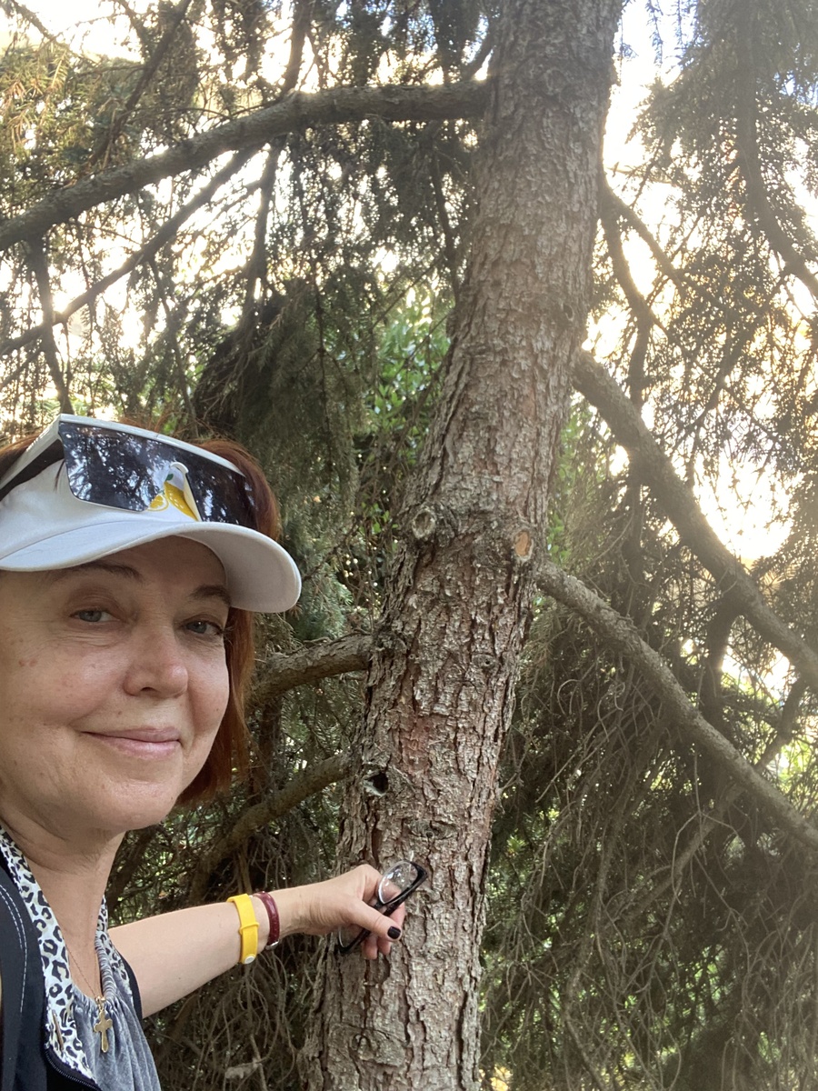 Ель колючая