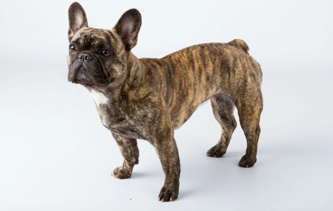 Точной фотографии не нашла. Примерно так выглядит французский бульдог.