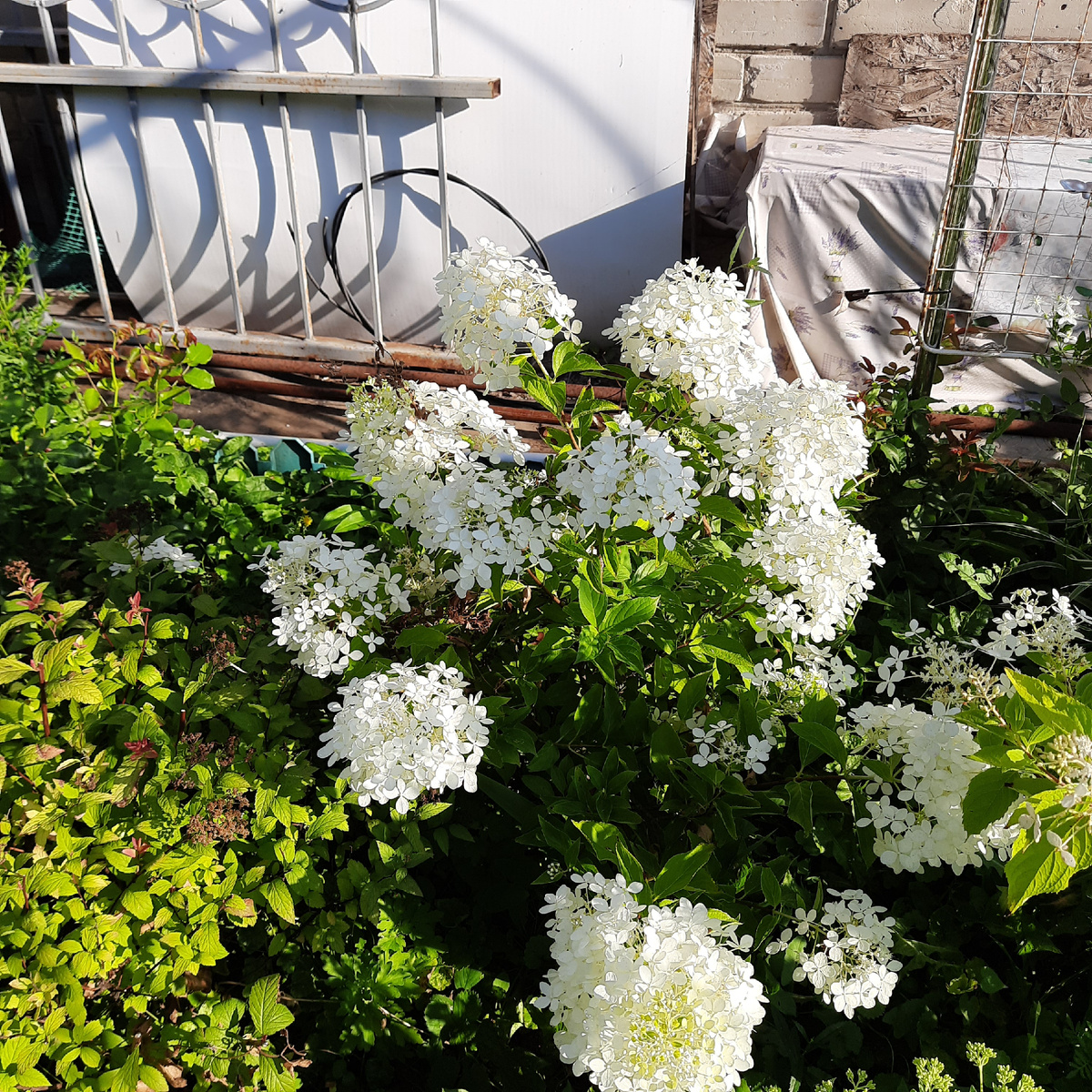 Ну не вау, вау! Но им всего третий годик, куплены буквально в 1 прутик