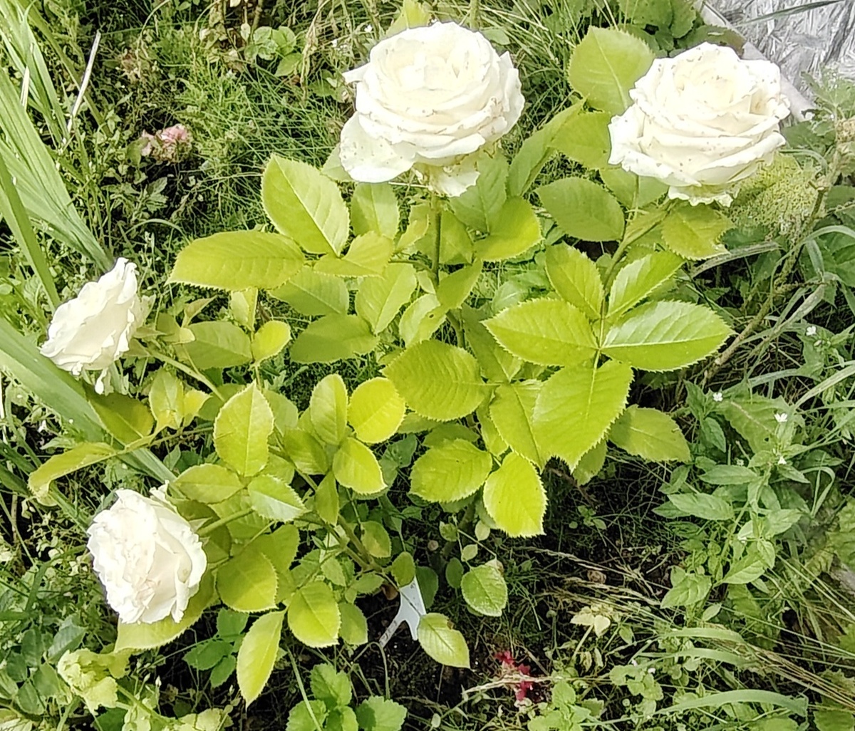 Аваланж в первый год посадки 2025