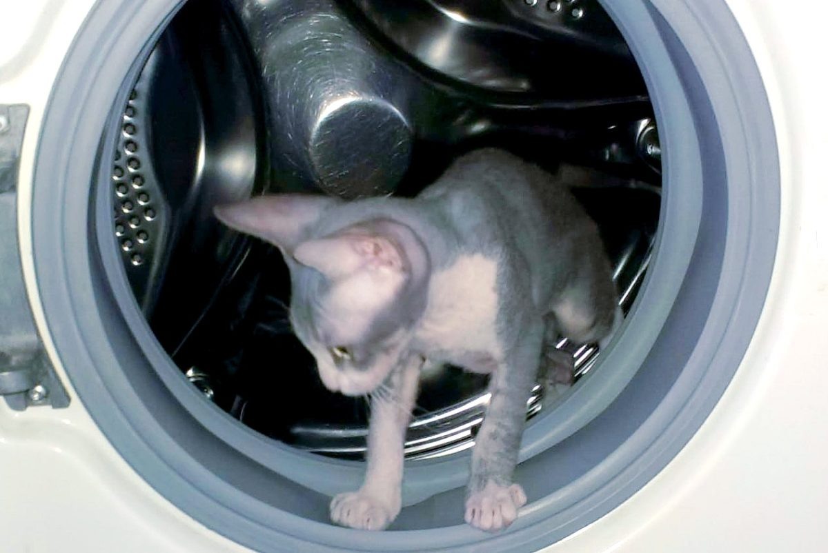    лучше всего добавлять порошок непосредственно в бак