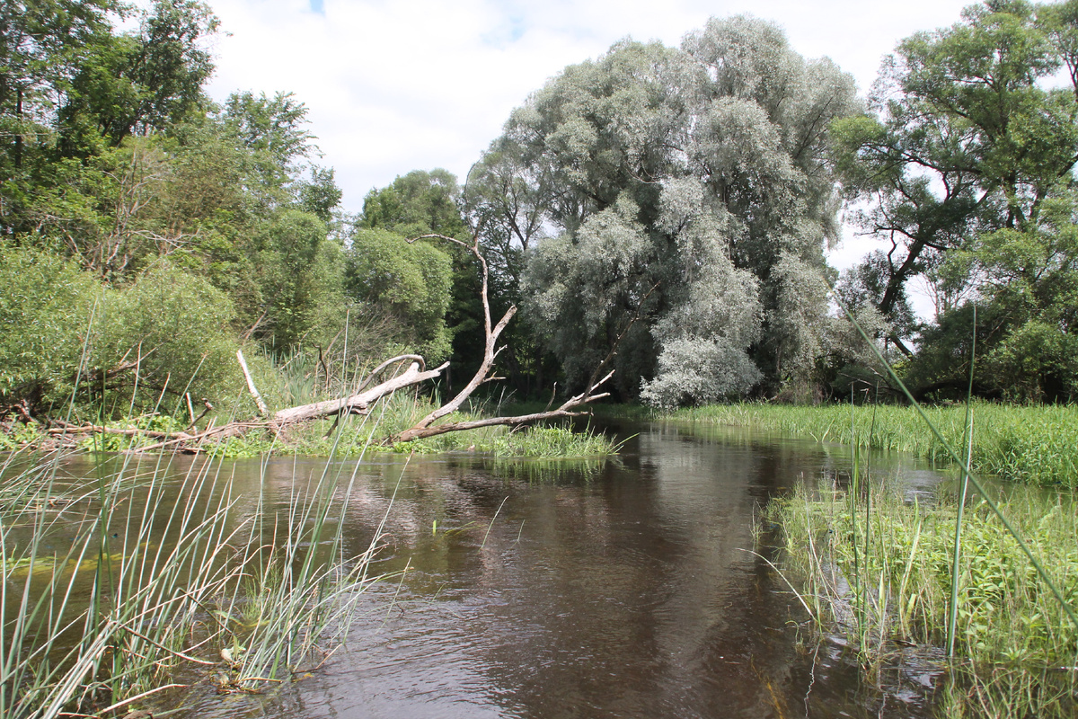 Хорошо в деревне летом. Фото Автора.