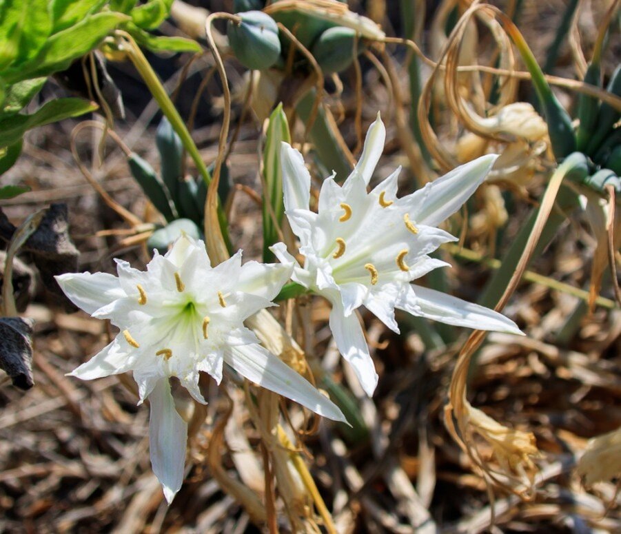Вот такая лилия долин, нарцисс Саронский