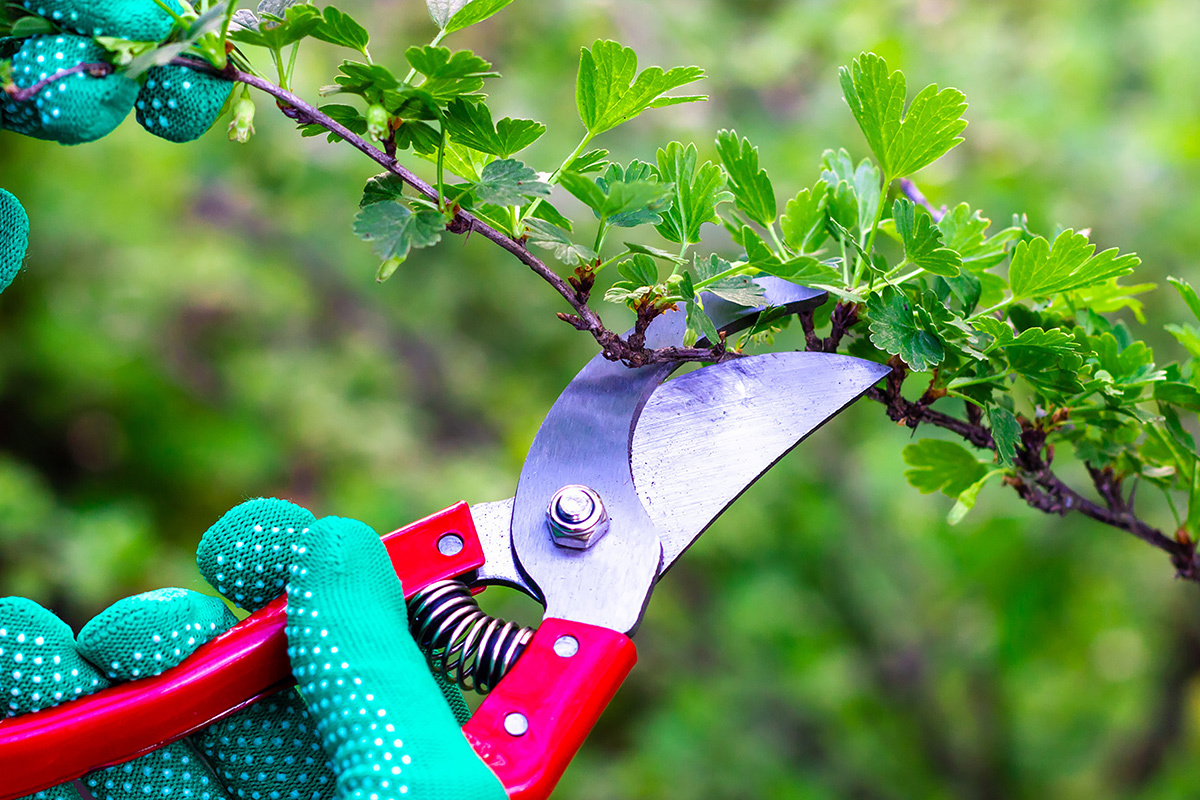    Rак вырастить крыжовник на штамбе