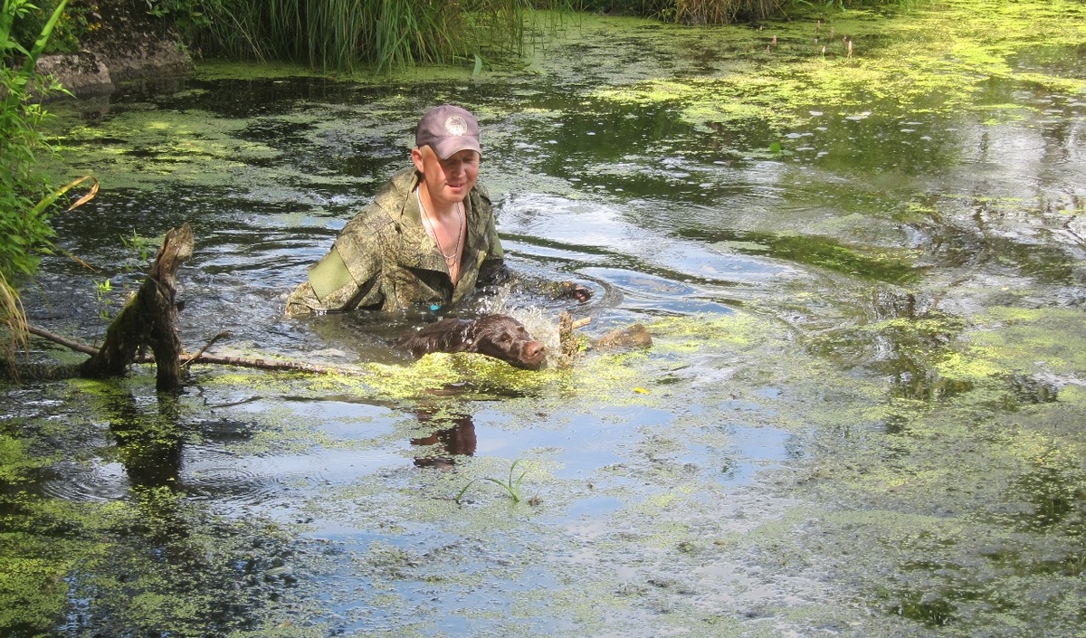 Испытания спаниелей по утке, на фото - вахтельхунд.