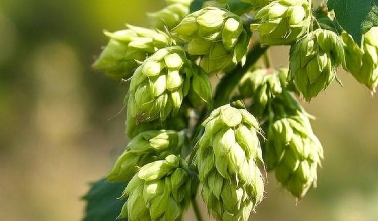    Фото: Медведева Анна, AgroXXI.ru