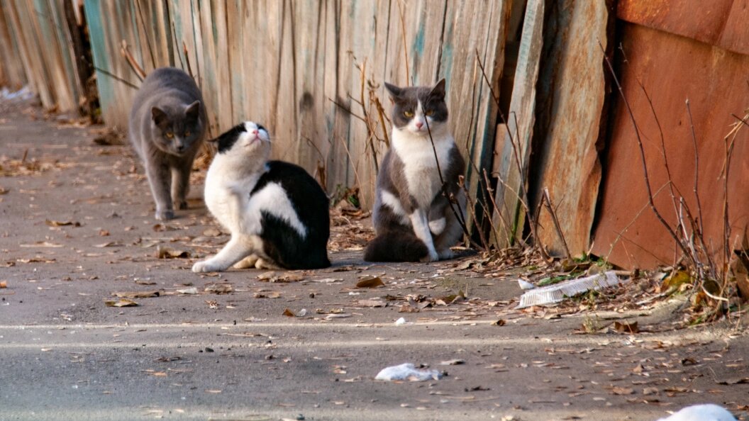    Svetlana Vozmilova/Global Look Press/Globallookpress