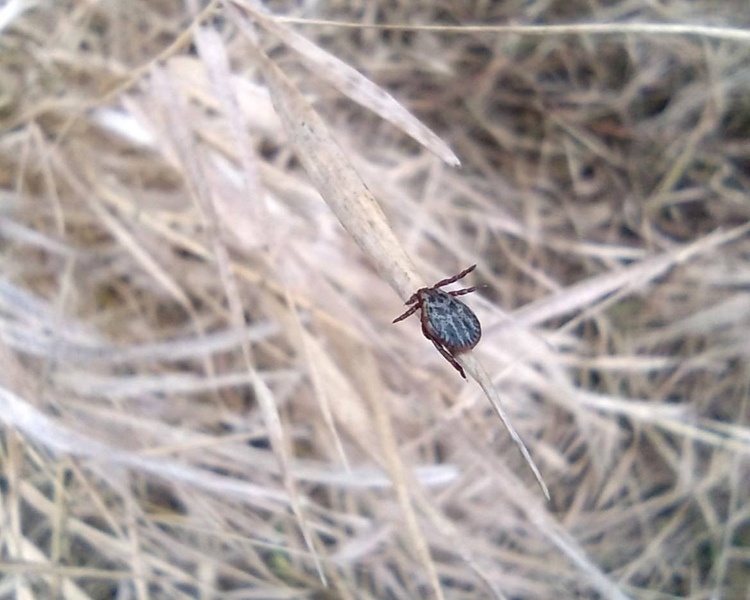     С начала сезона в Курской области зафиксировано 19 случаев болезни Лайма