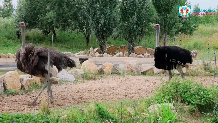    Фото: пресс-служба зоопарка