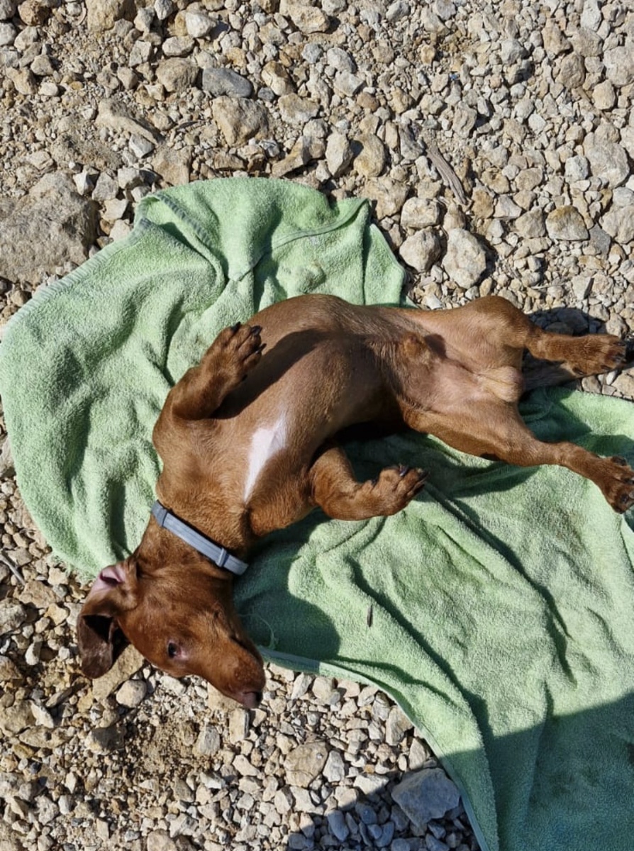 Фото автора. Наш Добби