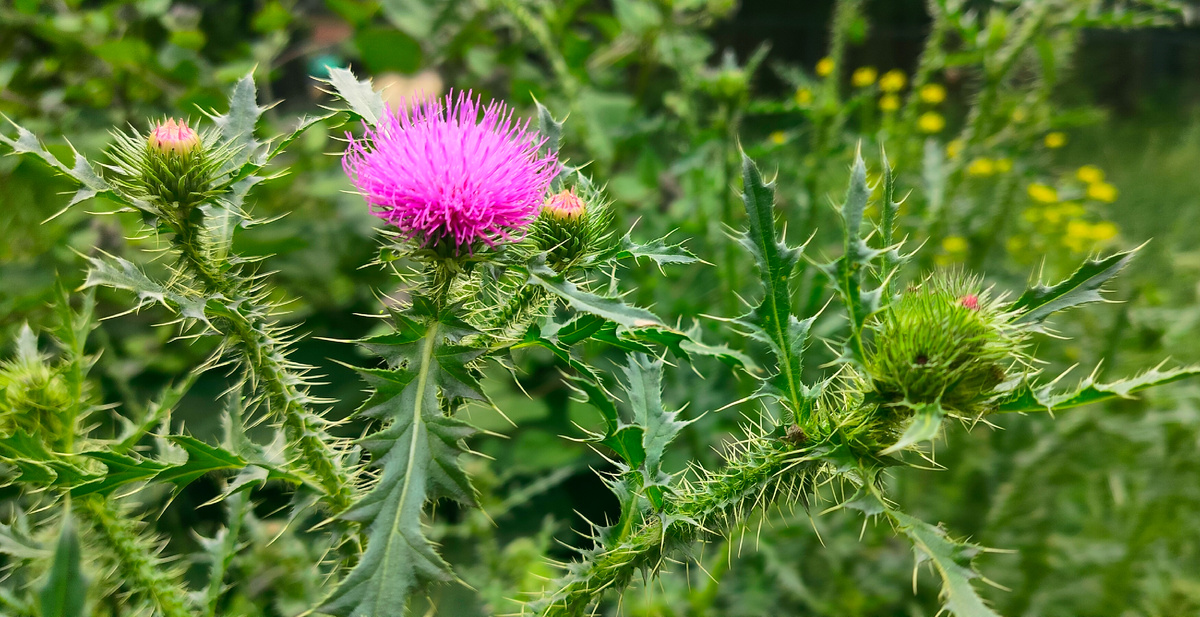 Людская неблагодарность не знает границ. Габриэль Гарсиа Маркес. 