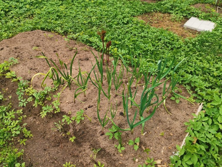    Фото: Лукьянов Дмитрий, AgroXXI.ru