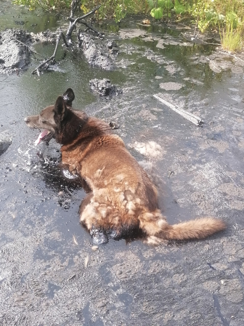    Собака увязла в битуме в Суоярвиприют «Забытые животные»