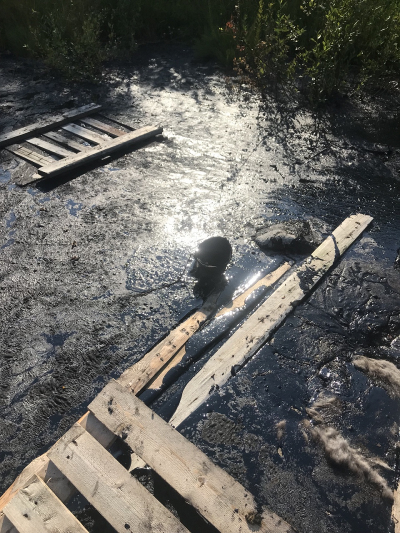    Собака увязла в битуме в Суоярвиприют «Забытые животные»