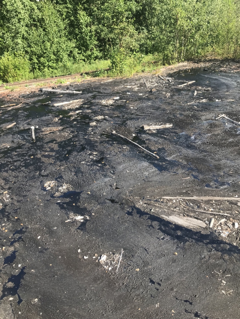    Собака увязла в битуме в Суоярвиприют «Забытые животные»