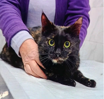 Фиона на приёме у ветеринарного врача
