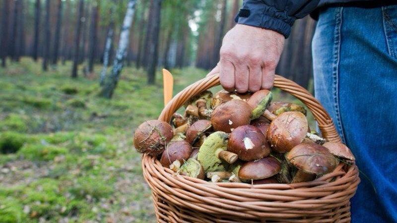 Грибников-любителей будут штрафовать прямо в лесу: новое строгое правило с 1 августа
