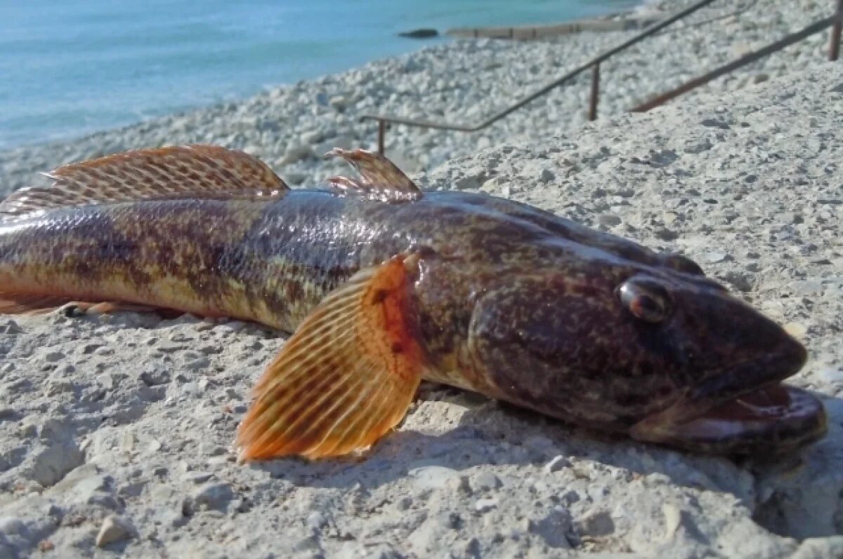    За последнее столетие в жизни азовских бычков были времена процветания — и резких снижений численности.