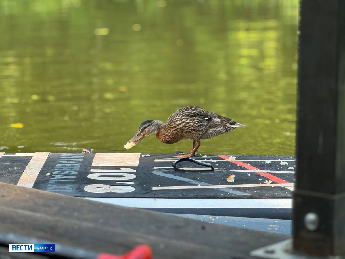    Курск: «Утки плавают в какой-то абсолютной грязи»