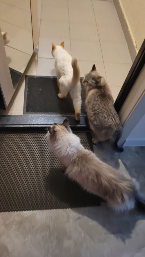 Мотя: "Огребет? Не огребет? Да не, точно огребет!"