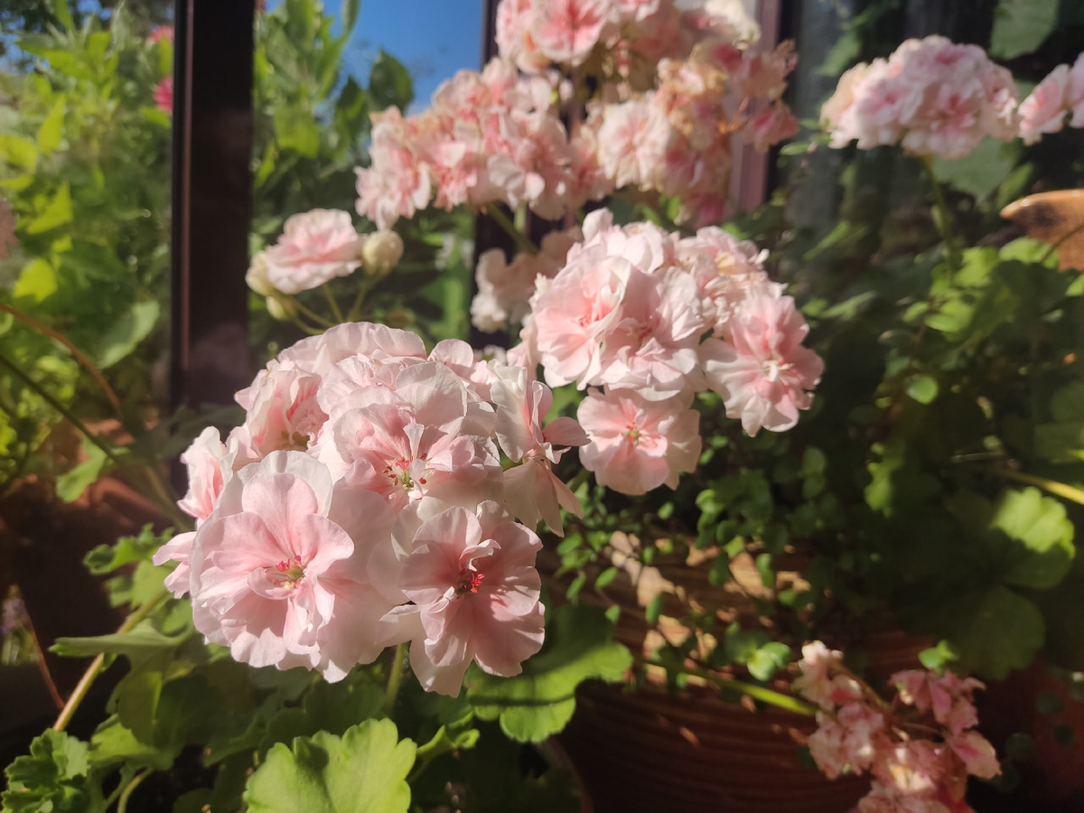 Зональная пеларгония PAC Salmon Komtess