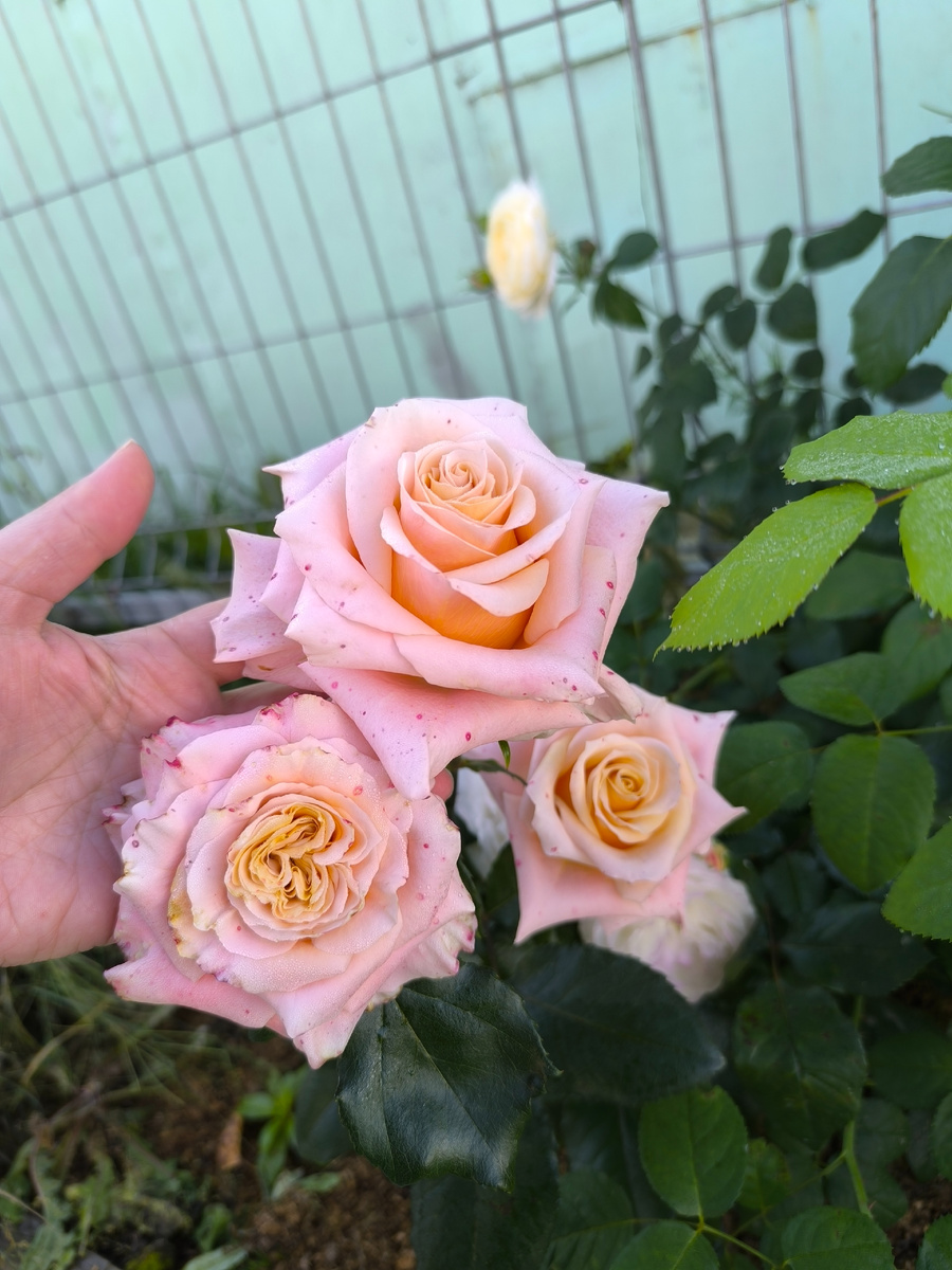 Цветение август 2024 год