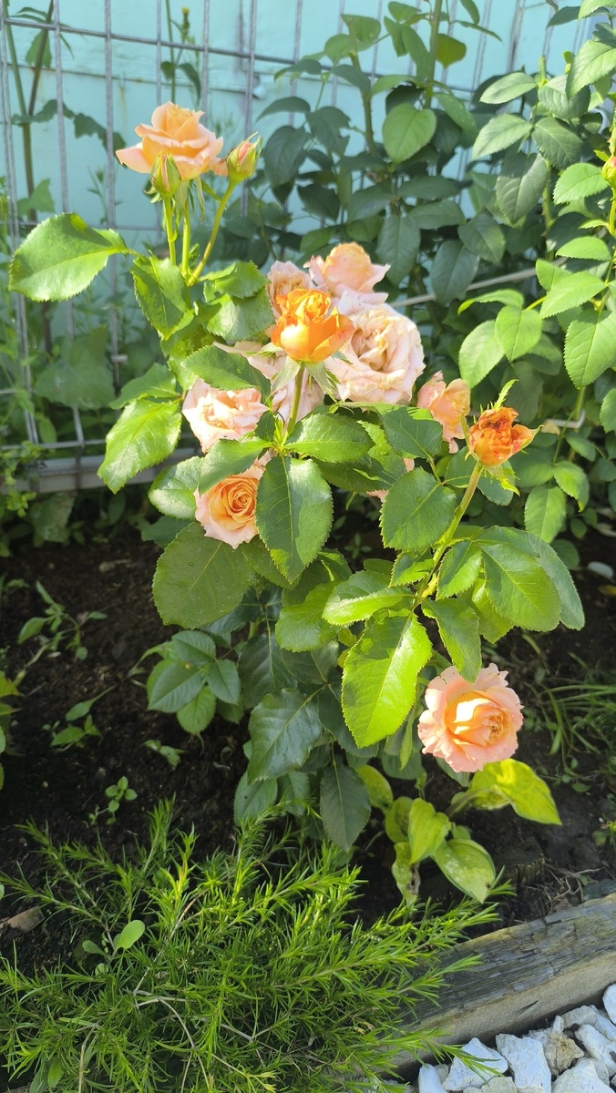 Куст отрастал с нуля в этом сезоне после неудачной зимовки.