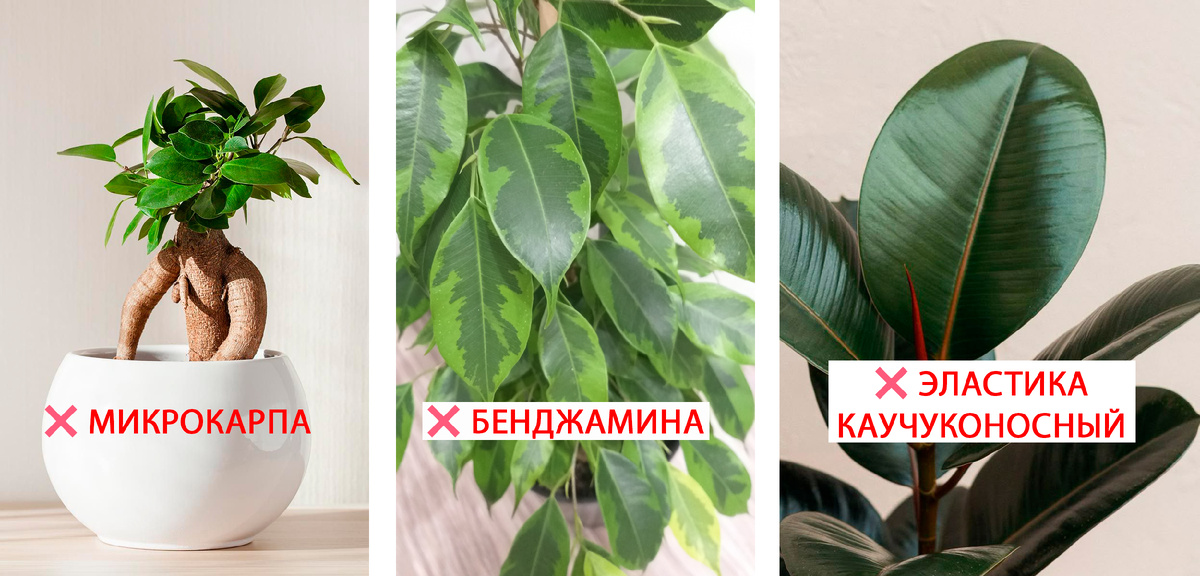 Самые опасные виды фикусов для котиков