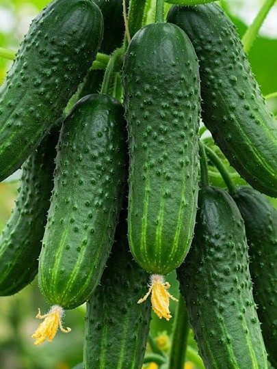 Огурцы завязываются, но не растут: почему завязи желтеют и опадают — и как это спасти