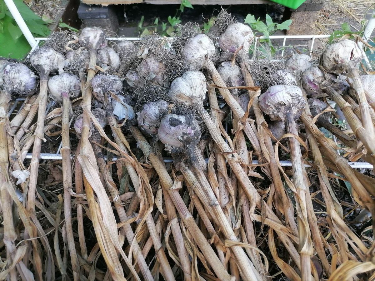 Сушка чеснока, фото автора