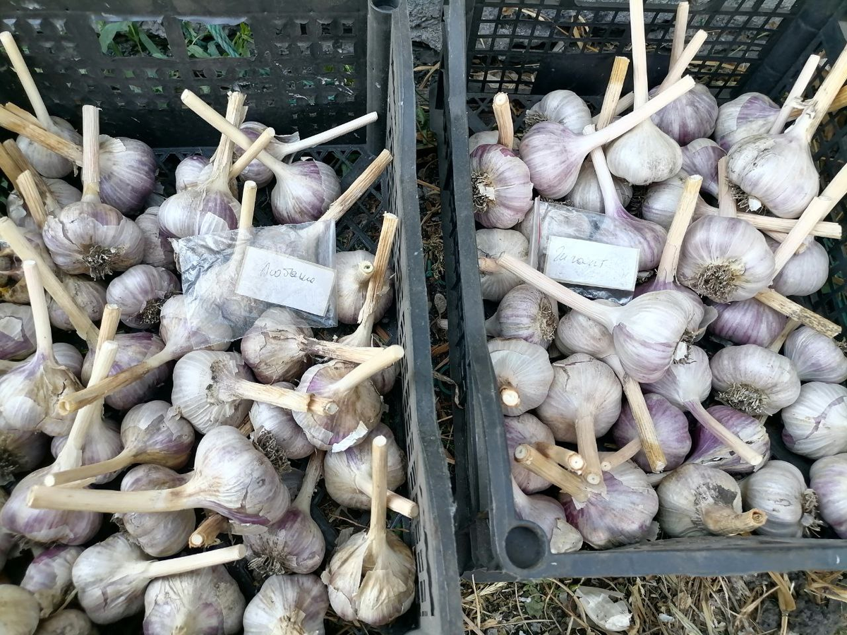 Чеснок после сушки и чистки, фото автора