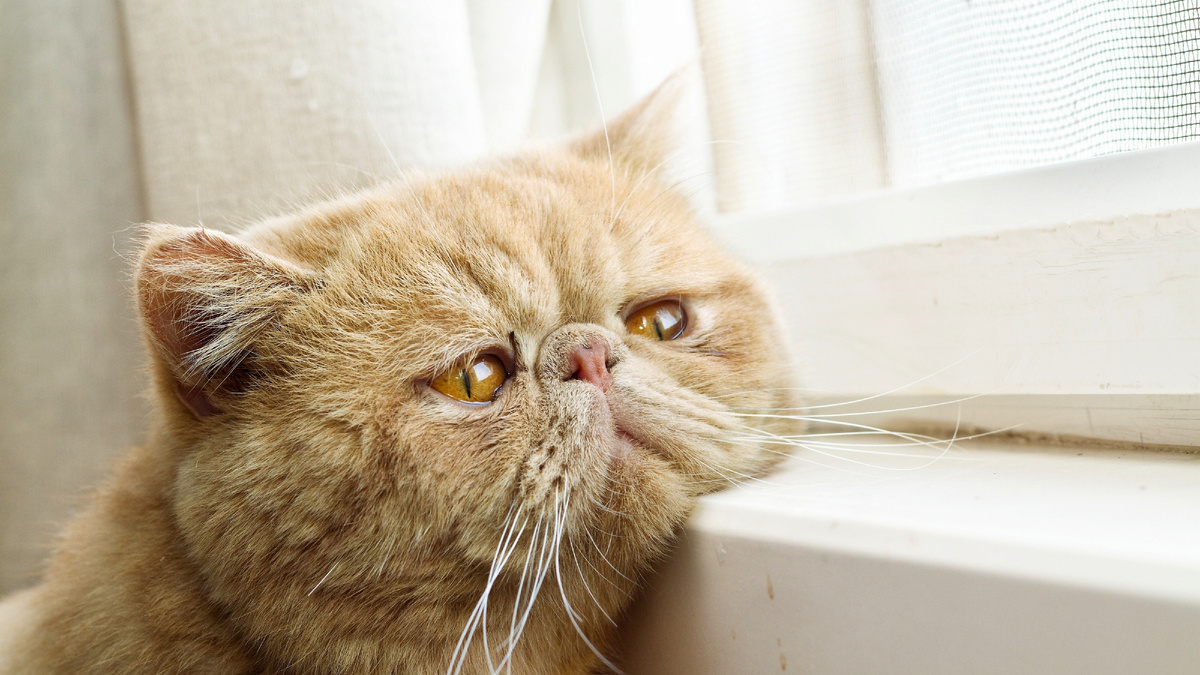 Да, и коты могут грустить