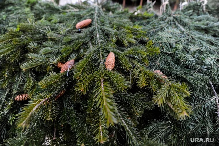 Из-за вредителя пихты умирают и могут упасть на людей. Фото: Вадим Ахметов © URA.RU