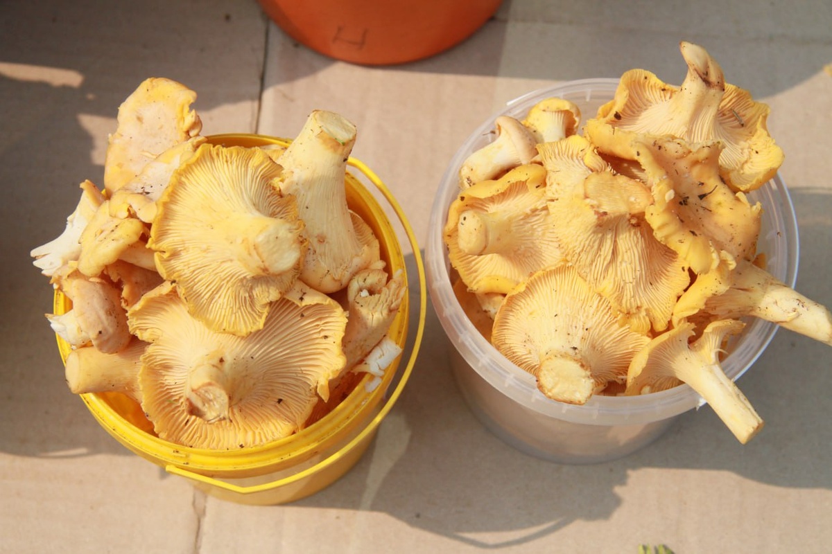 Сбором грибов обвиняемая увлеклась всего за несколько месяцев до трагических событий