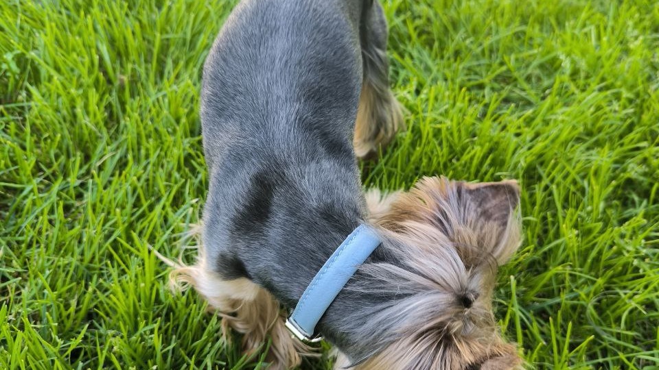 Что делать, если собаку укусил клещ на даче