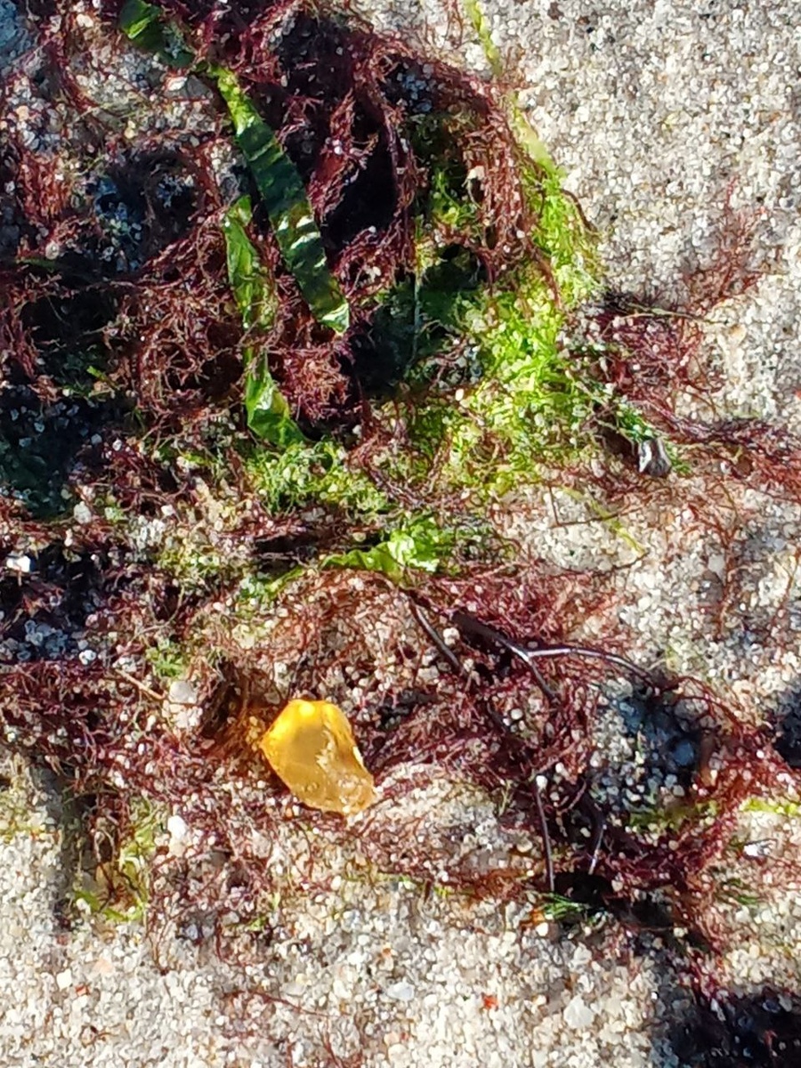 Янтарь в водрослях