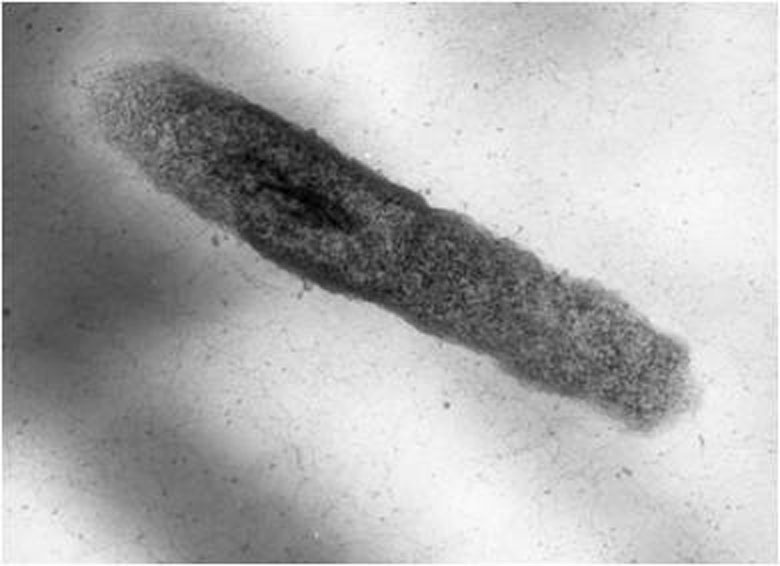 Продуцент перспективных внеклеточных бактериолитических ферментов — Lysobacter capsici XL1. Источник: Ирина Кудрякова