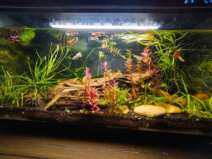 Самые внимательные читатели и зрители АКВАРИУМАНИИ уже догадались, что пишу я в первую очередь про тех кого содержу сам. И вот собственно мой аквариум на 20 литров, как раз населенный этими замечательными красавцами (да-да, у меня тут только самцы).