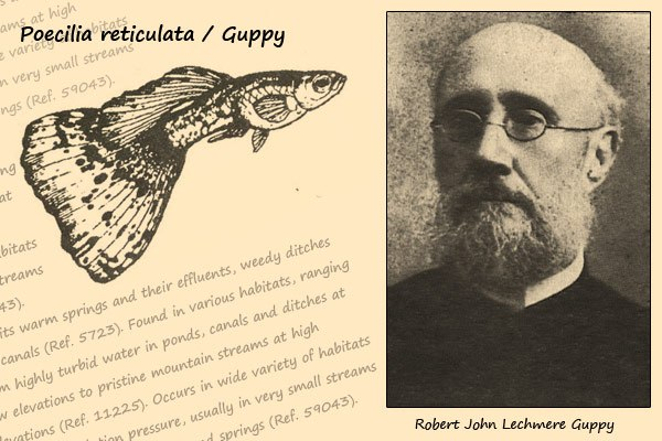 А вот и она сам - мистер Гуппи!