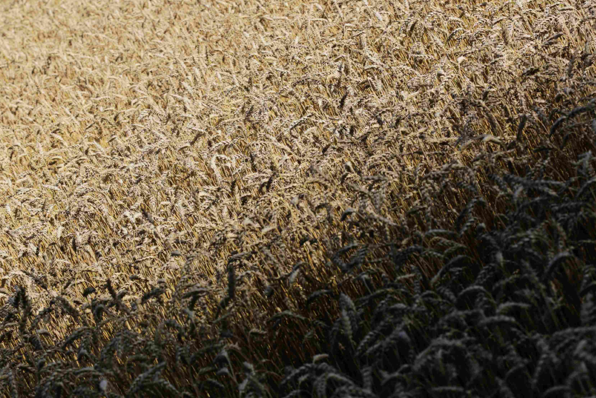 Источник: Поле.РФ