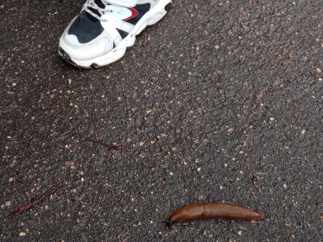 Моё фото. Испанский слизень