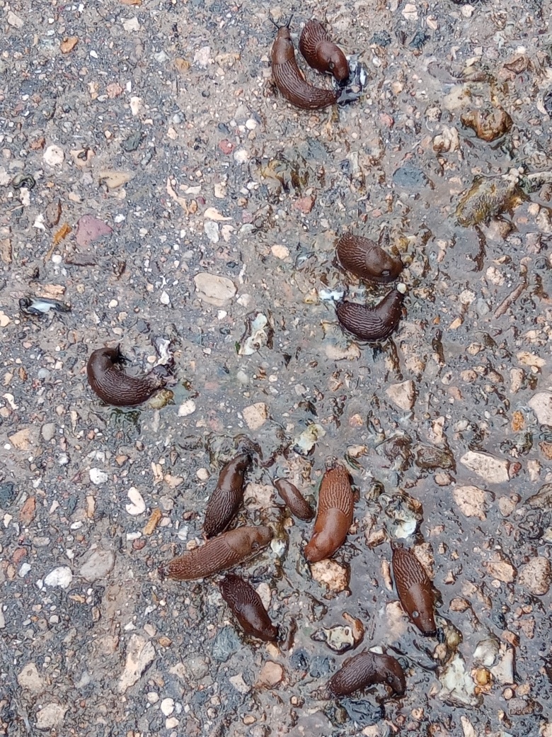 Утро, после дождя, по пути на работу. Испанские слизни