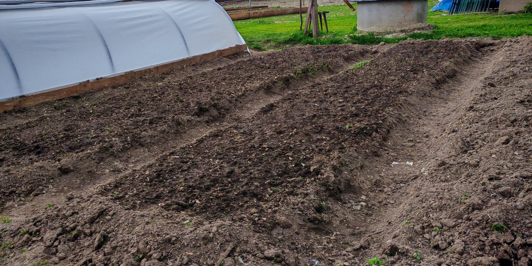 Готовлю грядку под озимый чеснок за 45 дней до посадки по методу тещи. Головки набирают вес 200 грамм даже в плохой земле