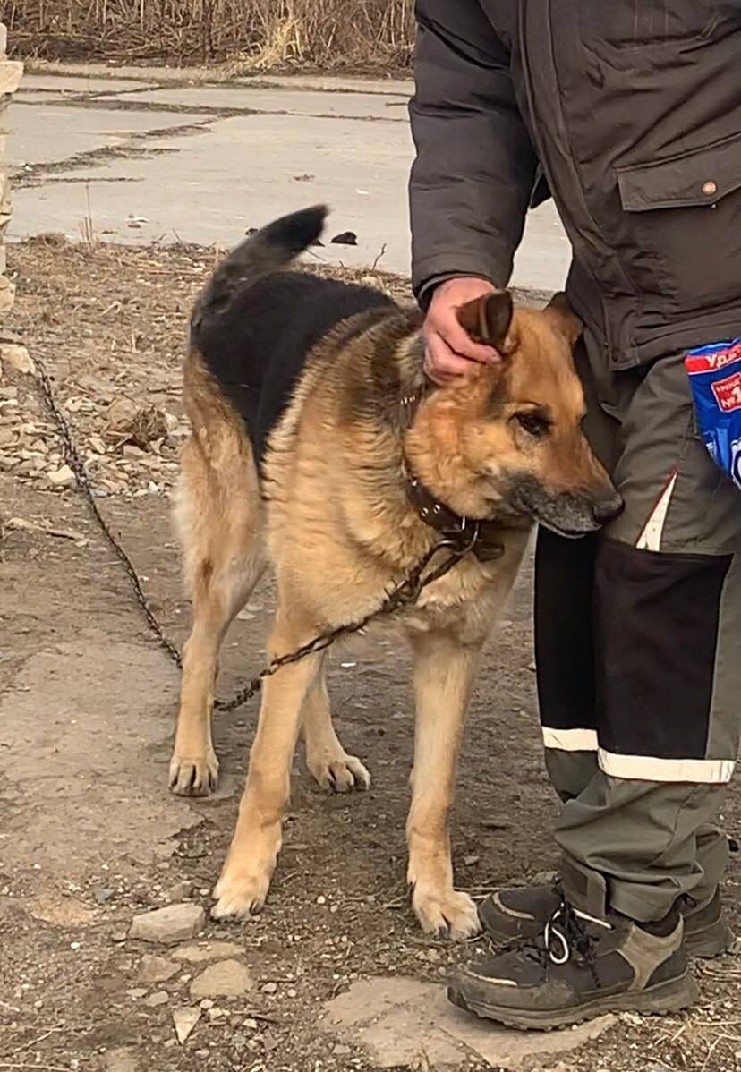 Наш милый старенький слепой Пират