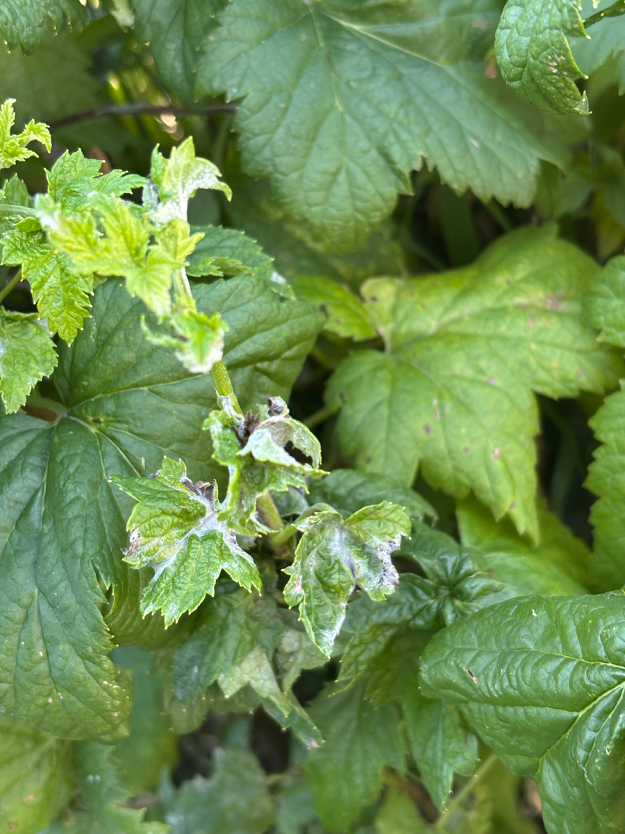 Мучнистая роса на черной смородине