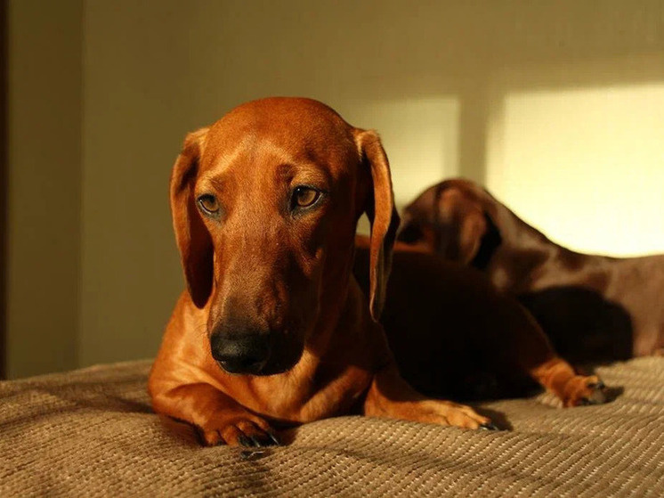     Фото: "МК на Кубани"